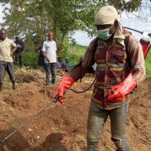 Cassava Sector