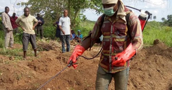 Cassava 4 - Farmer using herbicide to destroy weed seedling